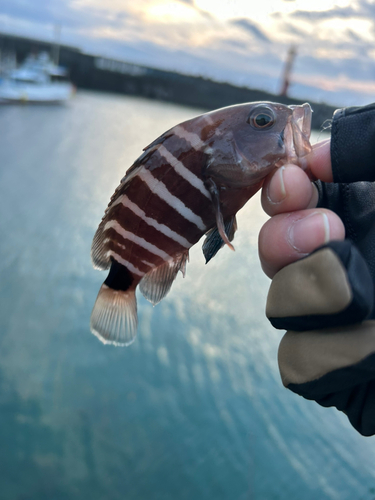 アオハタの釣果