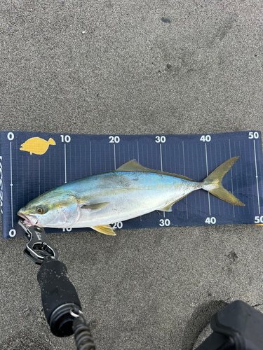 イナダの釣果