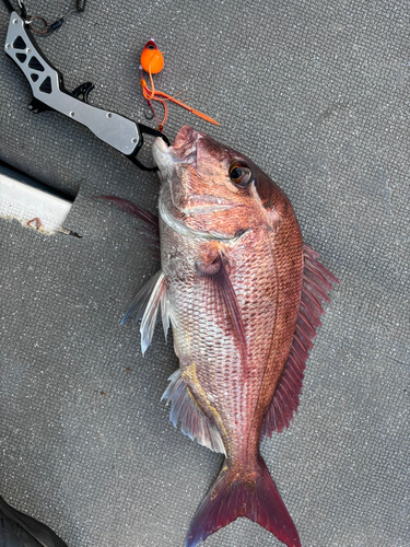 マダイの釣果