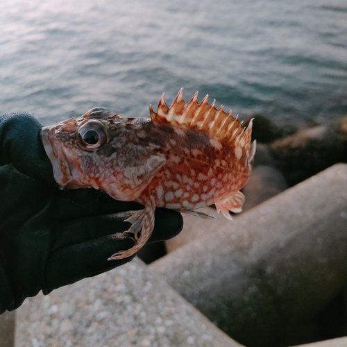 カサゴの釣果