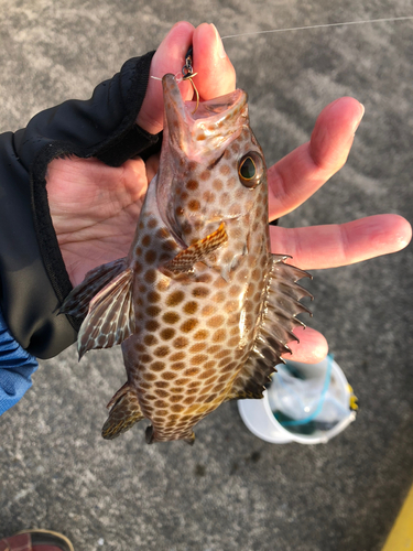 オオモンハタの釣果