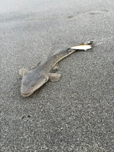 コチの釣果