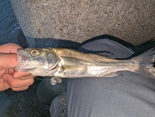 セイゴ（マルスズキ）の釣果