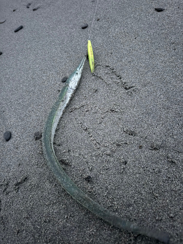 ダツの釣果