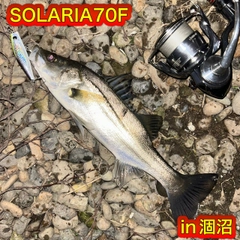 シーバスの釣果