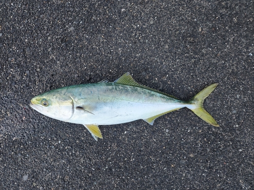 ハマチの釣果