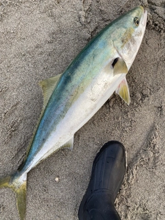 ブリの釣果