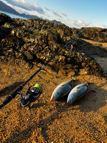 ヤズの釣果