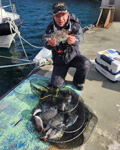 クロダイの釣果