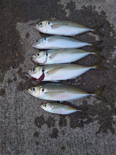 アジの釣果