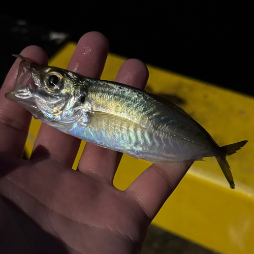 マアジの釣果