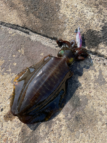 アオリイカの釣果