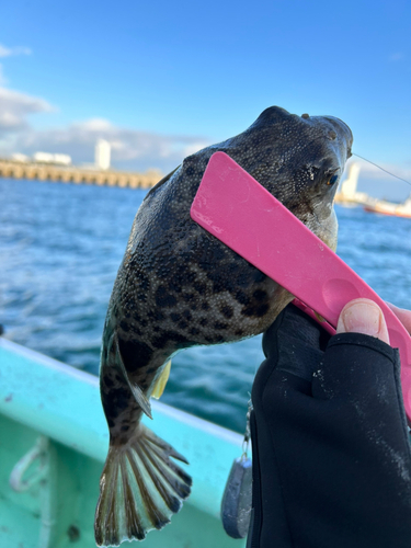 フグの釣果