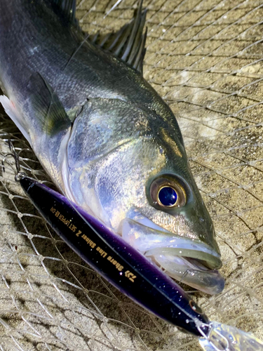 フッコ（マルスズキ）の釣果