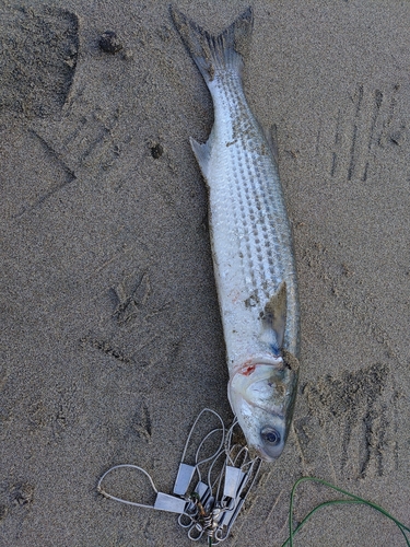 ボラの釣果