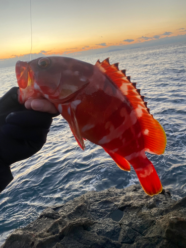 アカハタの釣果