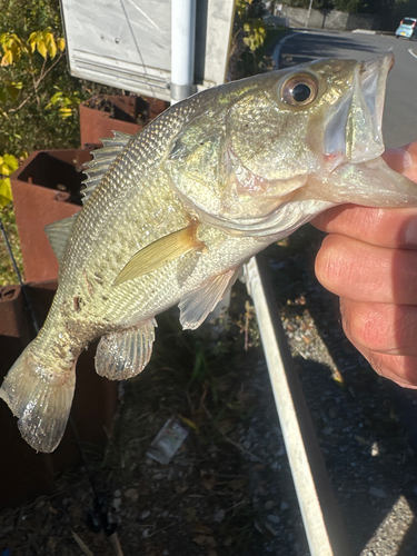 ラージマウスバスの釣果