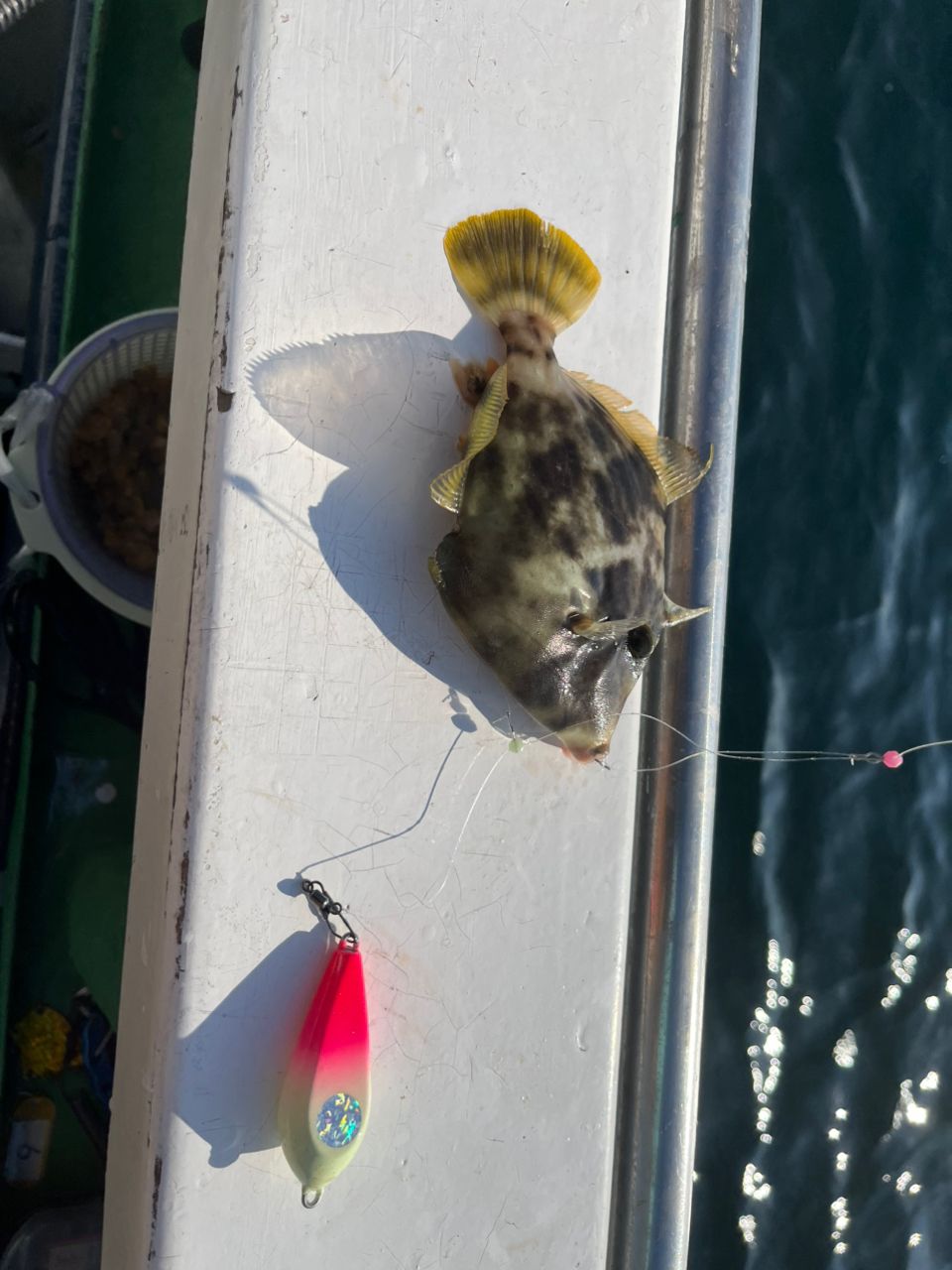 バス釣りビギナー　鶴見人さんの釣果 3枚目の画像