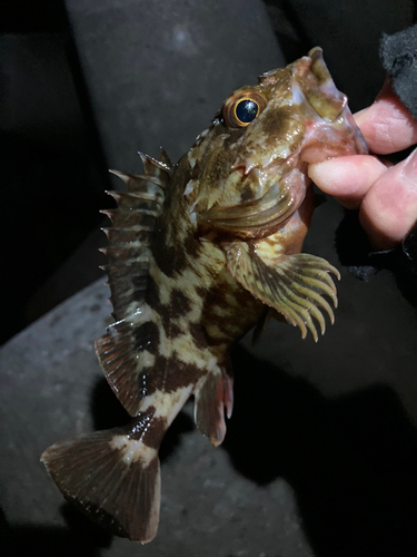 カサゴの釣果