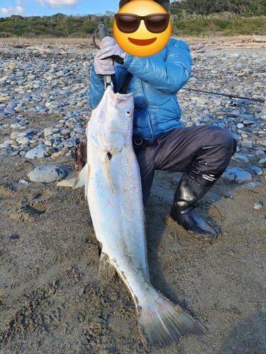 オオニベの釣果