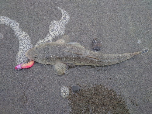 マゴチの釣果