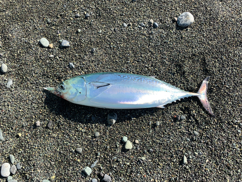 ヒラソウダの釣果