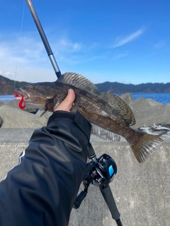 アイナメの釣果