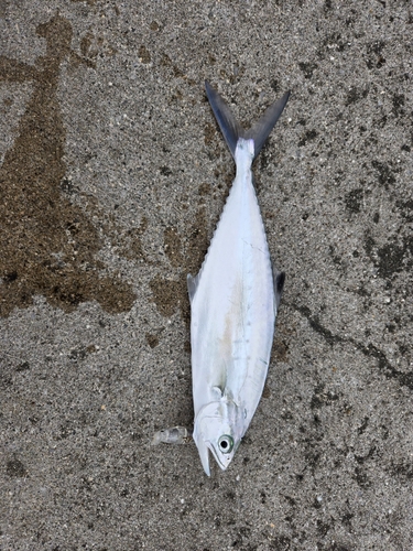 ミナミイケカツオの釣果