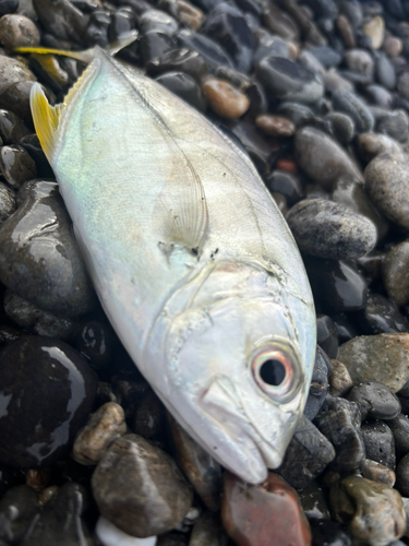 メッキの釣果