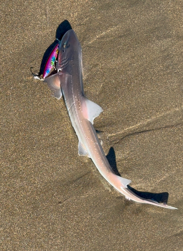 ホシザメの釣果