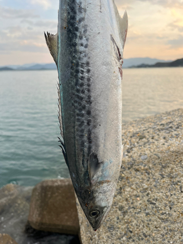 サゴシの釣果