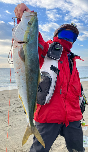 ワラサの釣果