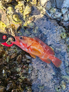 アカハタの釣果