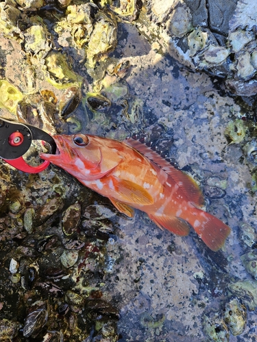 アカハタの釣果