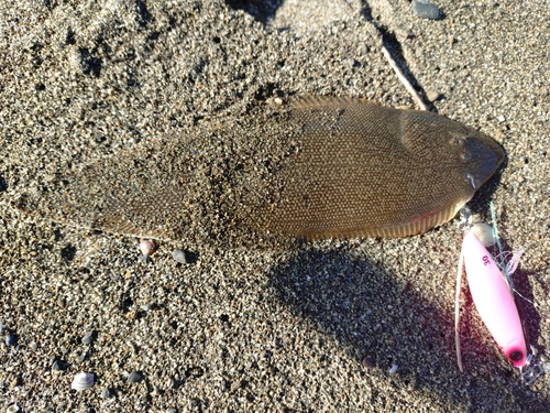 シタビラメの釣果