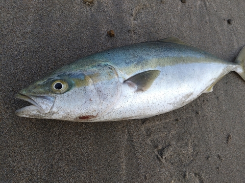 イナダの釣果