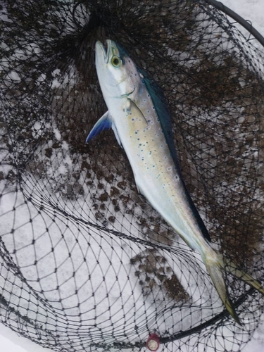 シイラの釣果