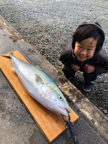 ブリの釣果