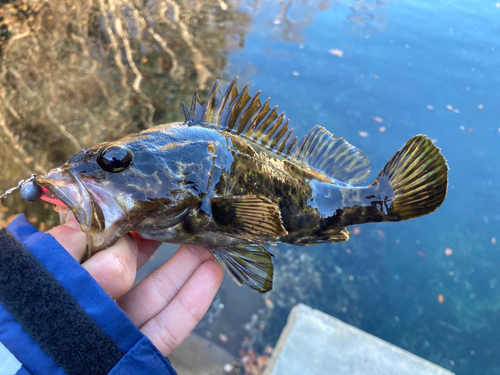 ベッコウゾイの釣果