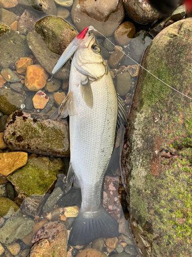 ヒラスズキの釣果