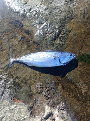 ソウダガツオの釣果