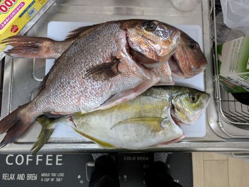 マダイの釣果