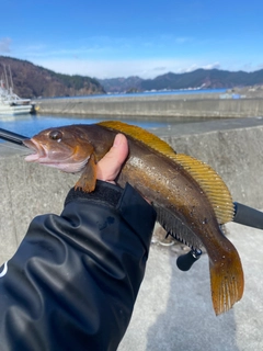 アイナメの釣果