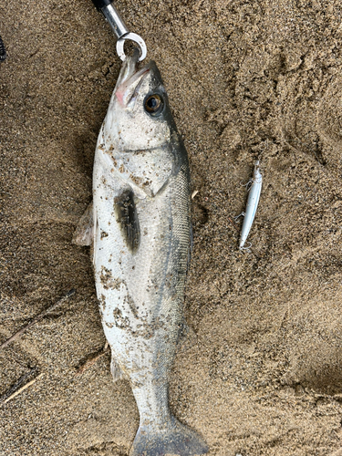 スズキの釣果