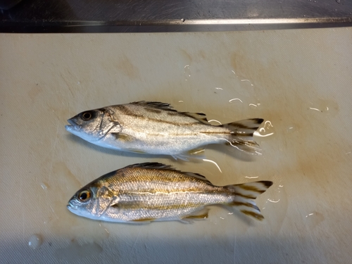 コトヒキの釣果