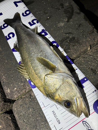 シーバスの釣果