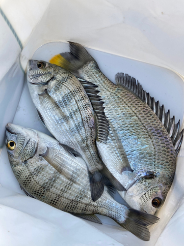 クロダイの釣果