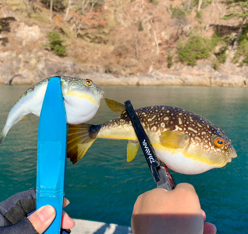 フグの釣果