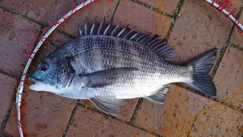 チヌの釣果