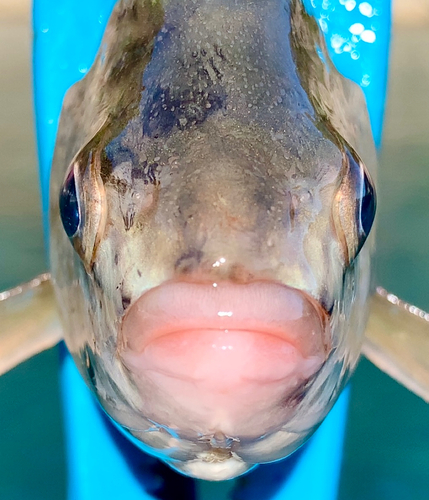 タナゴの釣果